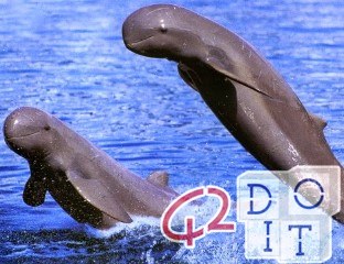 Dolphins, river, rare, extinction, disappeared, pollution,